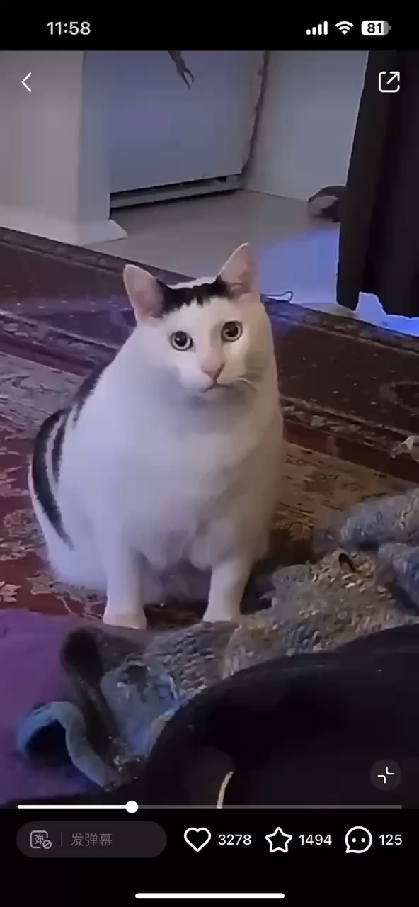 简短的本地视频，无商品描述